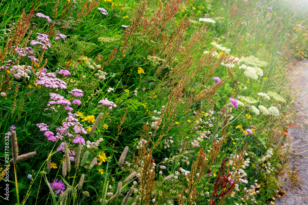 Blooming alpine meadow with bright multicolored flowers