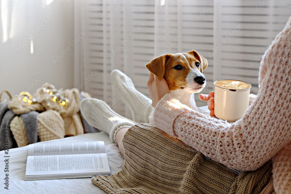 Young woman and her adorable jack russell terrier puppy sitting on couch cozied up, covered with blanket. Lazy afternoon at home with loved pet concept. Close up, copy space, interior background. - obrazy, fototapety, plakaty 