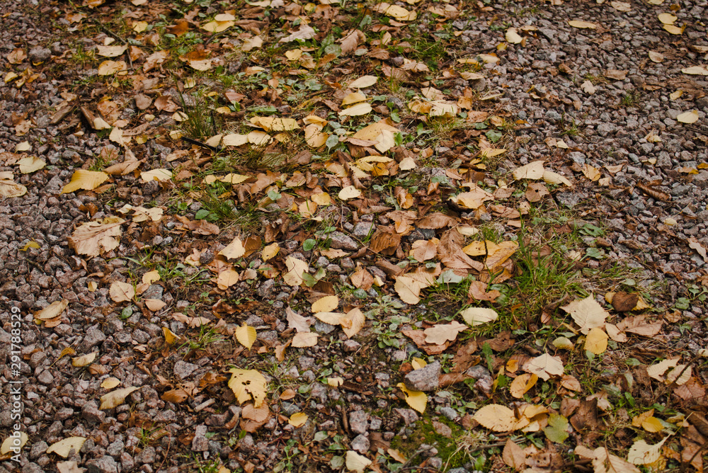 Texture Fallen autumn foliage lies on a dirt track. Texture Fallen autumn foliage lies on a dirt track.