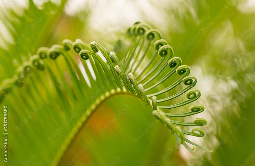 Close up of spiral leaves of Polypodiopsida Close up of spiral leaves of Polypodiopsida