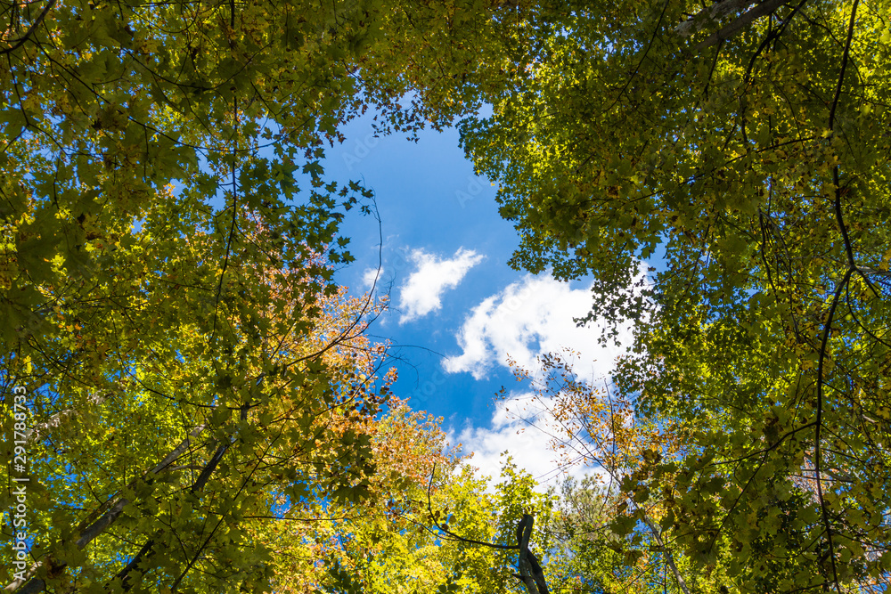 Fototapeta premium Blue sky with white cloud through autumn foliage
