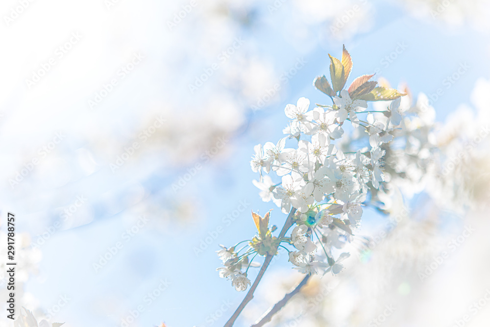 High key image of a branch on a flowering apple tree. High key image of a branch on a flowering apple tree.
