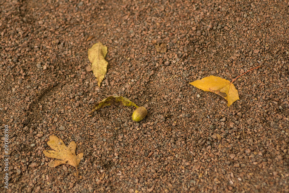 The yellow fallen foliage of oaks and maples lies on the dirt track in the autumn sunlight. Natural texture. The yellow fallen foliage of oaks and maples lies on the dirt track in the autumn sunlight. Natural texture.