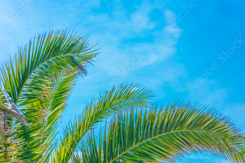 Green palm leaves in the sun against a blue sky.