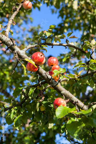 Red apples hanging on apple tree in green foliage