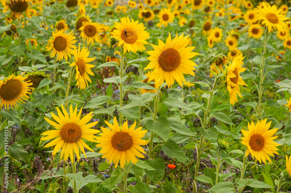 Fototapeta premium view over agricultural field with yellow sunflowers