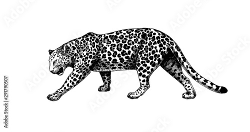 Fototapeta Naklejka Na Ścianę i Meble -  Leopard walking graphics hatching vector