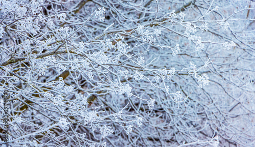 Frost-covered thin branches of a tree form a beautiful pattern_