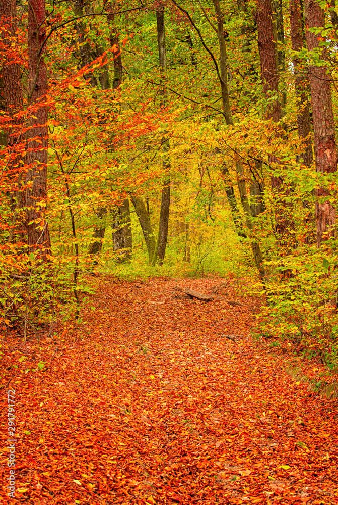 Obraz premium Pathway in the forest at autumn