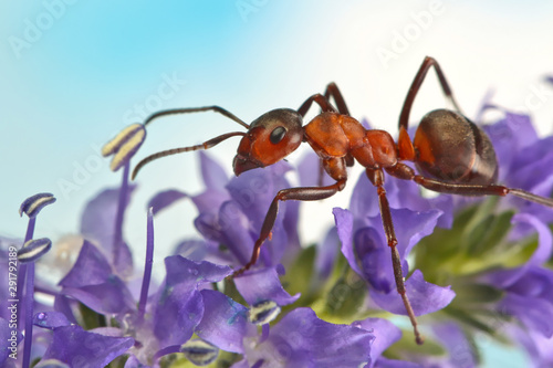 Ant running around the plant with small flowers.  © achkin