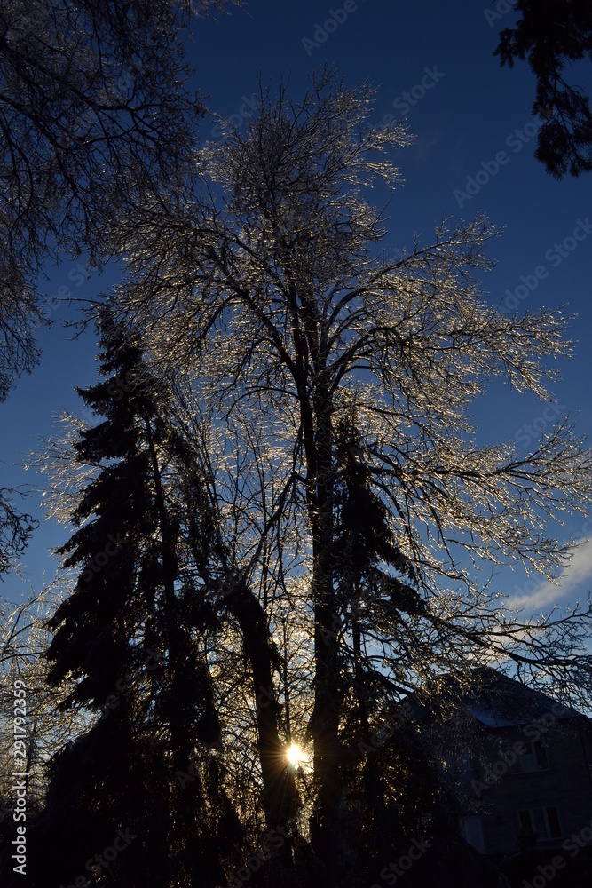Naklejka premium Tree1