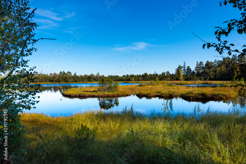 Fotografia Raised bog of the Wildsee at Kaltenbronn, Northern Black Forest, Germany, with birch trees and small pines, territory Bad Wildbad and Gernsbach