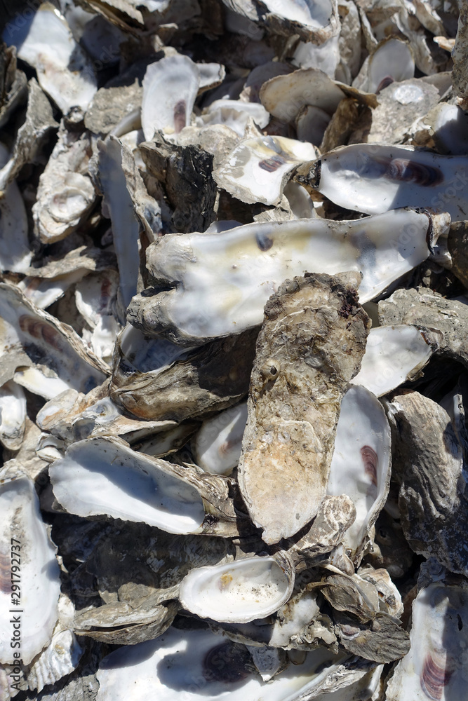 Pile of Oyster Shells Background