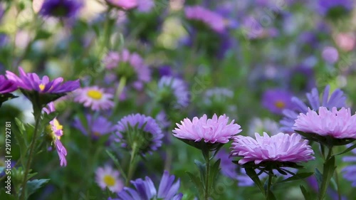 Meadow purple flowers in summer