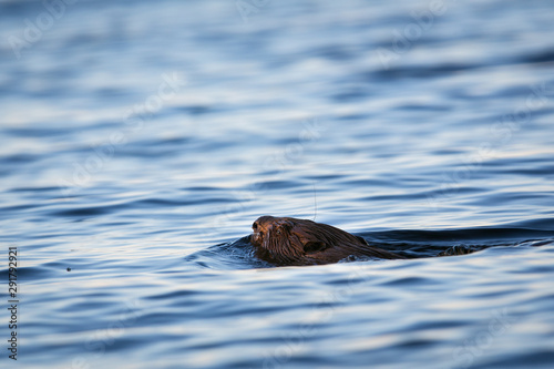 Eurasian beaver swimming in the lake