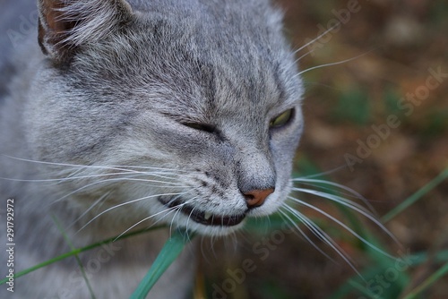  cat eats green leaves of grass in nature