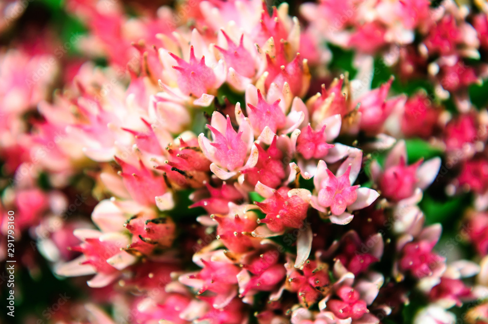 Top view of the pink Sedum flower in the garden. Top view of the pink Sedum flower in the garden.