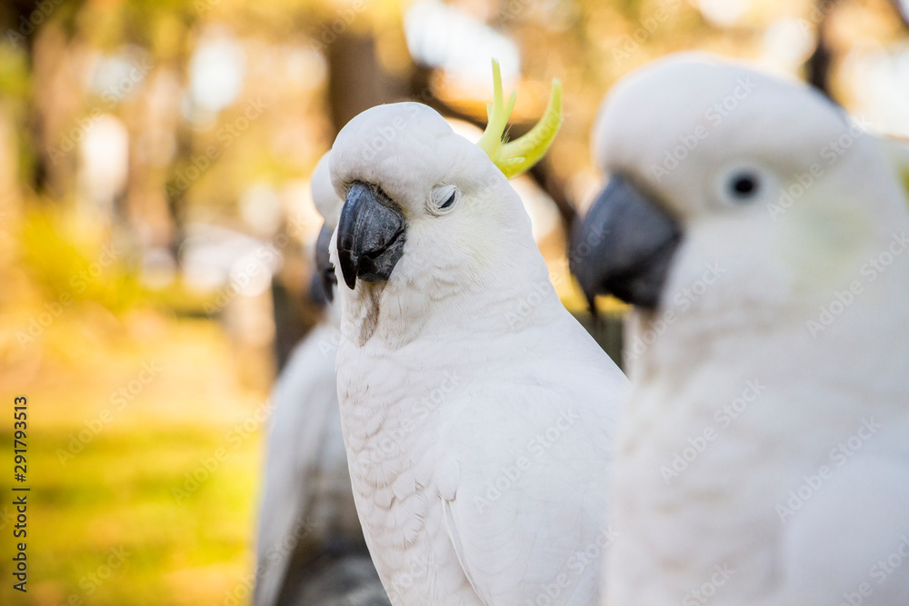 Cockatoo Cockatoo