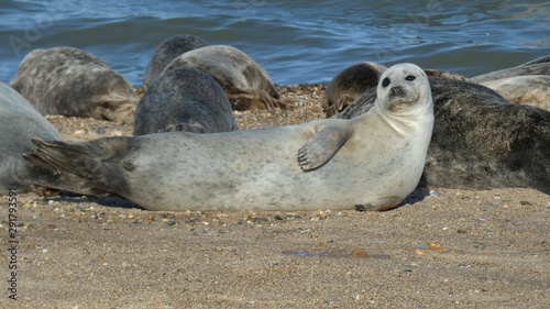 Grey Seal on the Beach