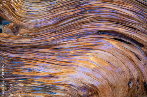 Sandalwood closeup, tree texture background photo