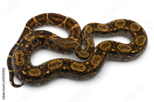 Red Tail Boa isolated on white background © Dmitry