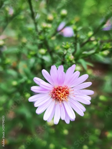 Amellus flower in the garden