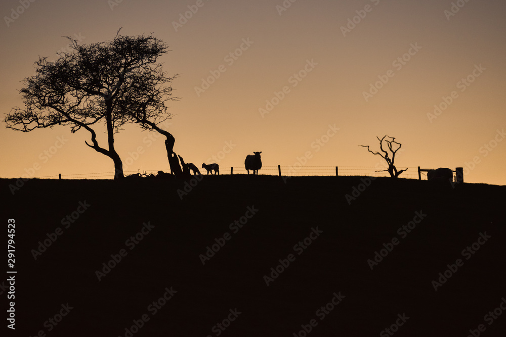 Yorkshire lamb twilight  [7]