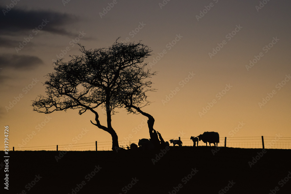 Yorkshire lamb twilight  [1]