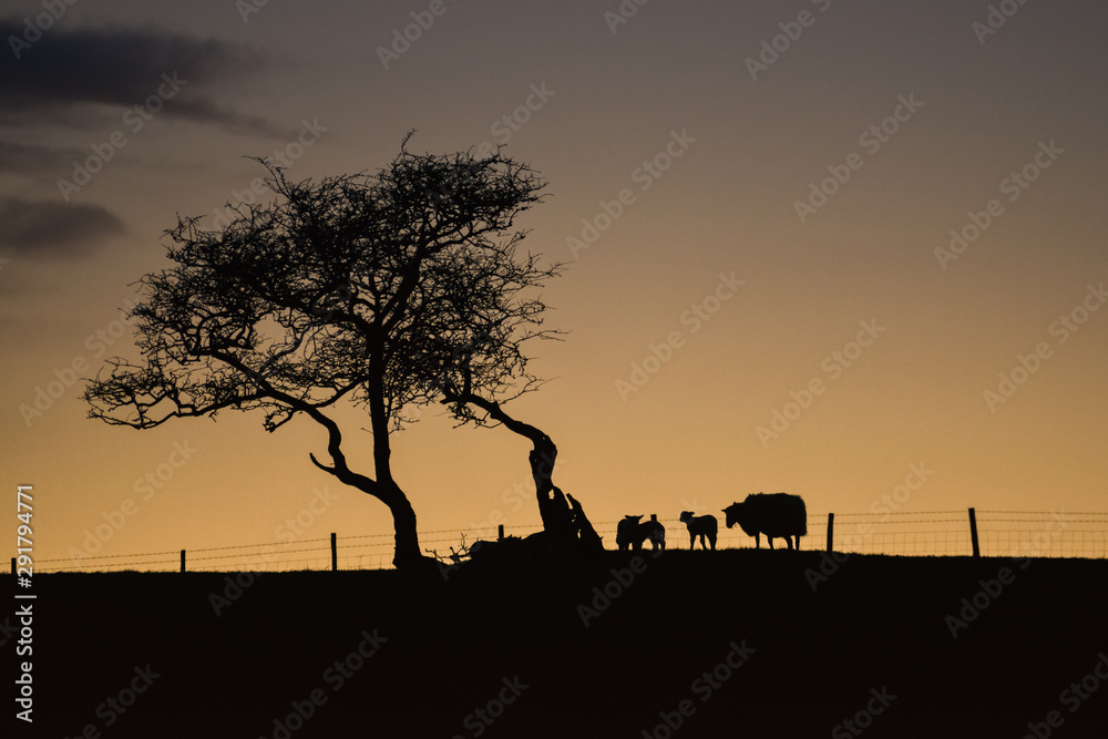 Yorkshire lamb twilight  [3]