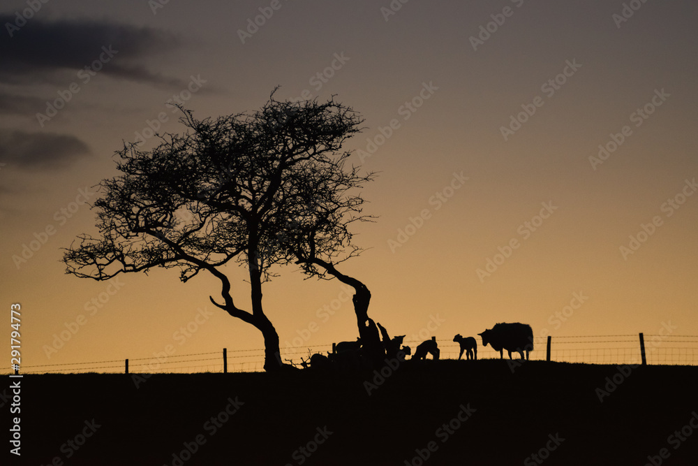 Yorkshire lamb twilight  [2]