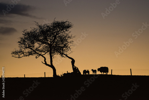 Yorkshire lamb twilight  [3] © Paul