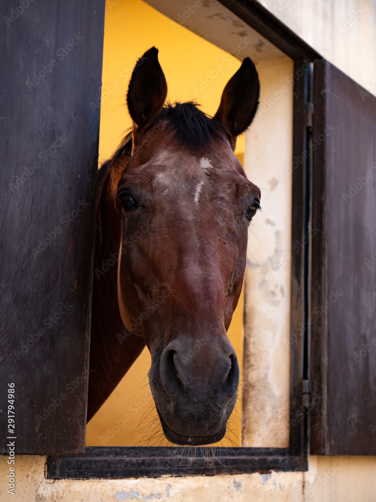 Naklejka Pojedynczy brązowy koń stojący samotnie w stodole i patrzący z dala od drewnianego okna stodoły