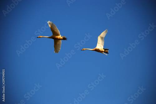 There are two beautiful white swans flying high over head together in great blue sky