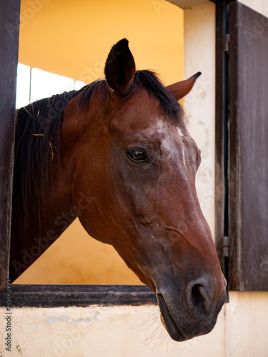 A single brown horse standing alone in barn and looking out away from barn wooden window