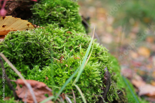 Moss in the forest. Hummock covered with moss. Close-up photo with selective focus.