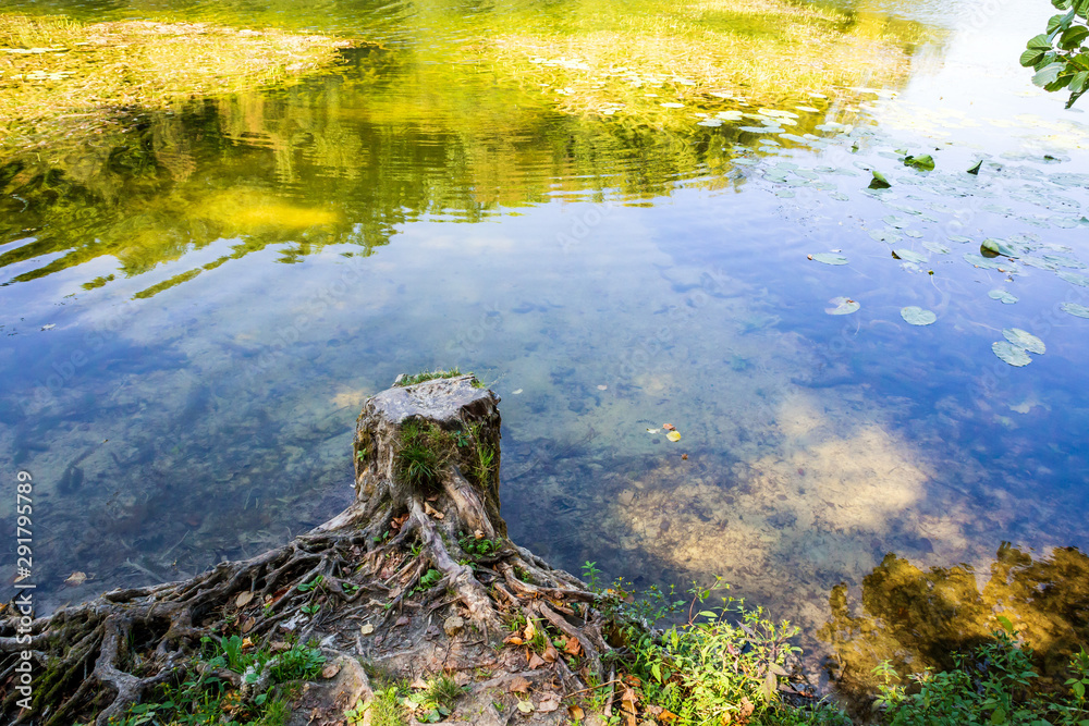 Stump and water