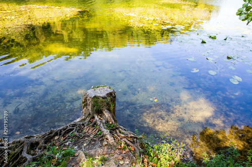 Stump and water