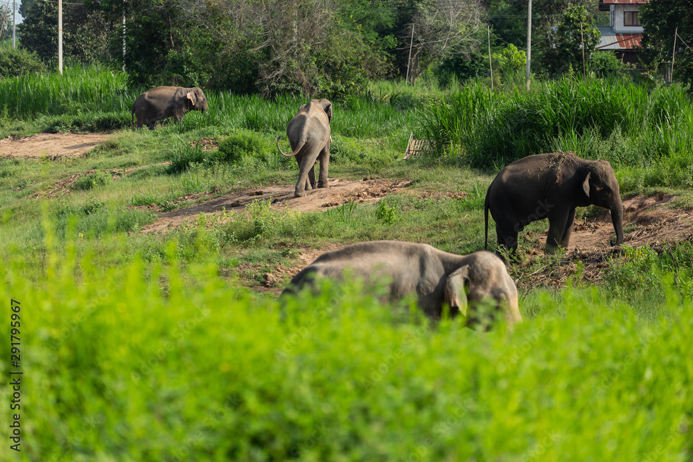 Elephants that are raised And have control in the zoo. Surin, Thailand Elephants that are raised And have control in the zoo. Surin, Thailand