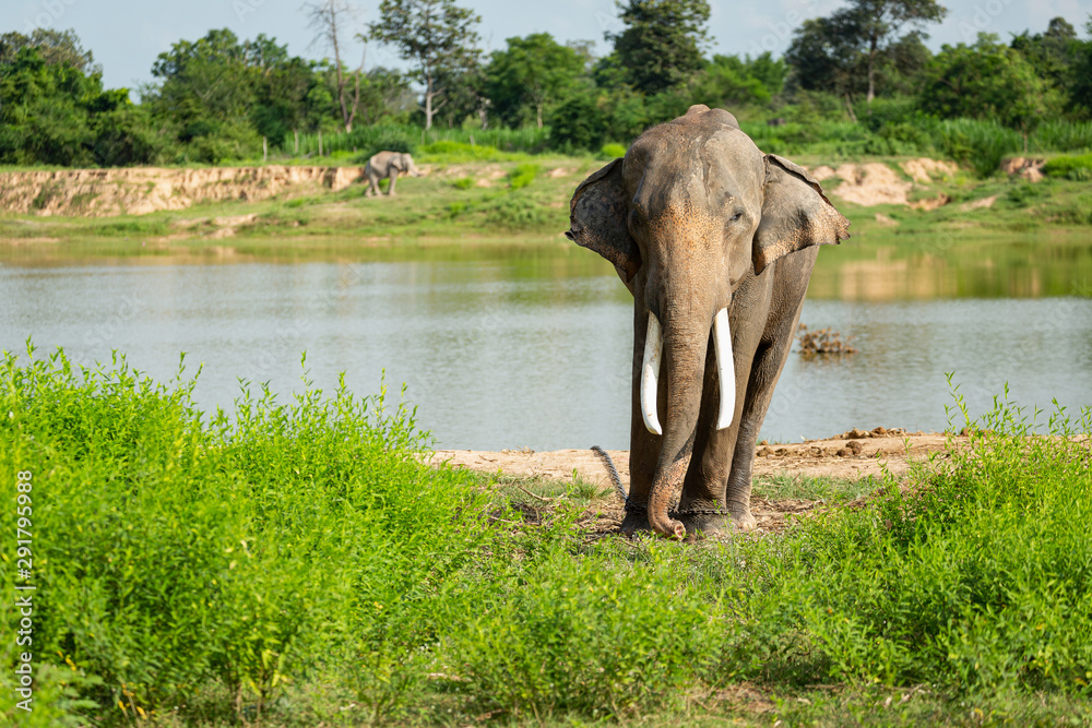 Fototapeta premium Elephants that are raised And have control in the zoo. Surin, Thailand