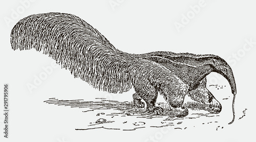 Giant anteater myrmecophaga tridactyla erecting its long bushy tail and feeding ants with its long tongue. Illustration after an engraving from the 19th