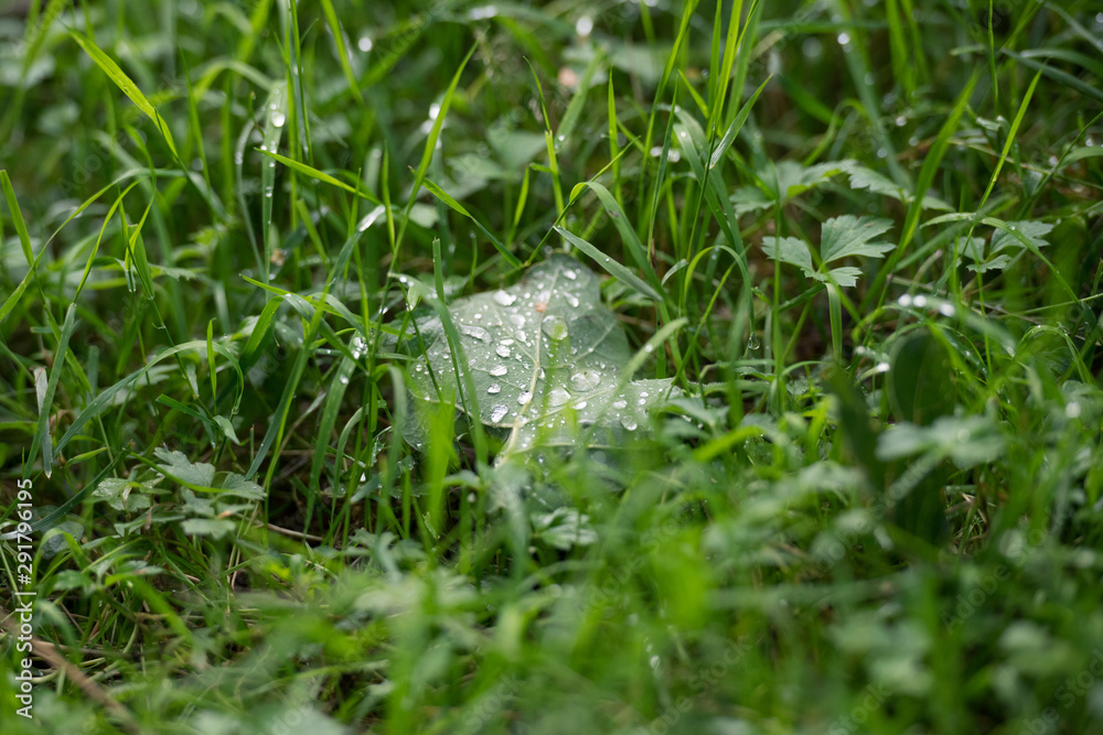 Fototapeta premium Water Droplets on Leave in Grass