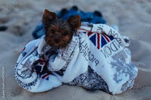 wet  dog after a bath with a  towel outdoor. dog  yorkshire terrie rafter bathing wrapped in a towel.funny puppy outside.yorkshire terrie on the sandy  beach photo