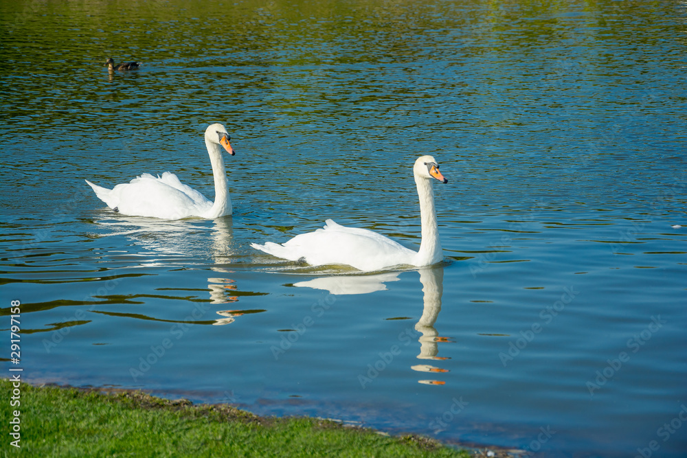 White swans and duck floating in the water