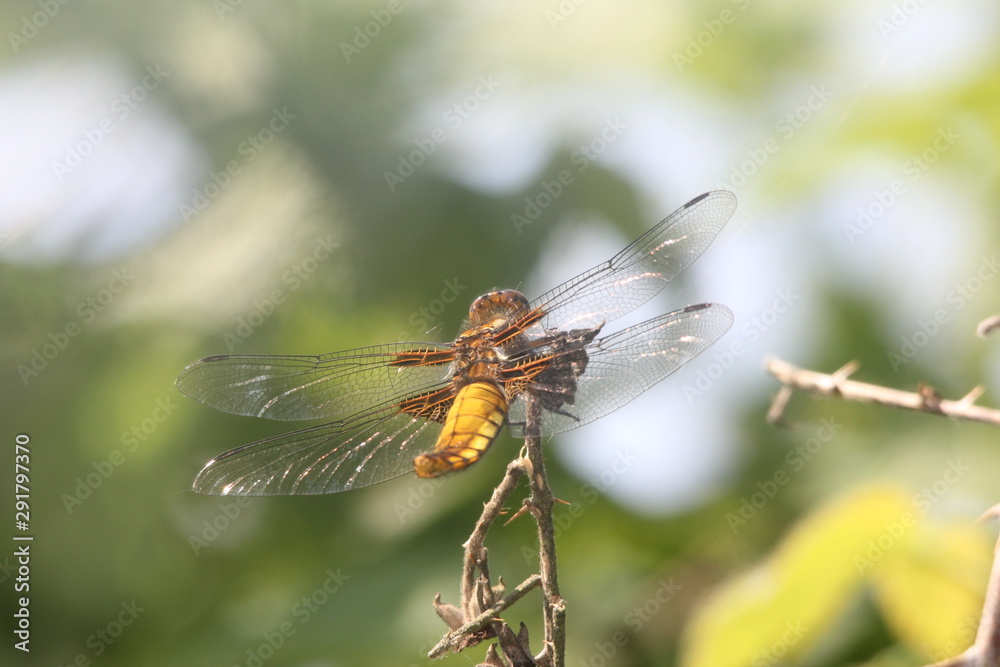 Plattbauch Libelle Plattbauch Libelle