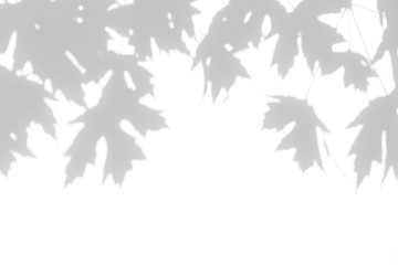 Overlay effect for photo. Gray shadow of the maple tree leaves on a white wall. Abstract neutral nature concept blurred background. Space for text.