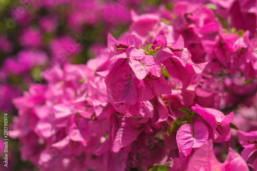 Bougainvillea flowers texture and background. Purple flowers of bougainvillea tree. Colorful purple flowers texture and background for designers.