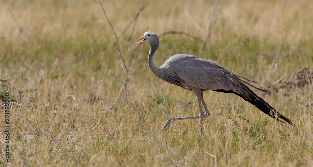 Blue Crane in the Savannah of Etosha, a National Park of Namibia Blue Crane in the Savannah of Etosha, a National Park of Namibia