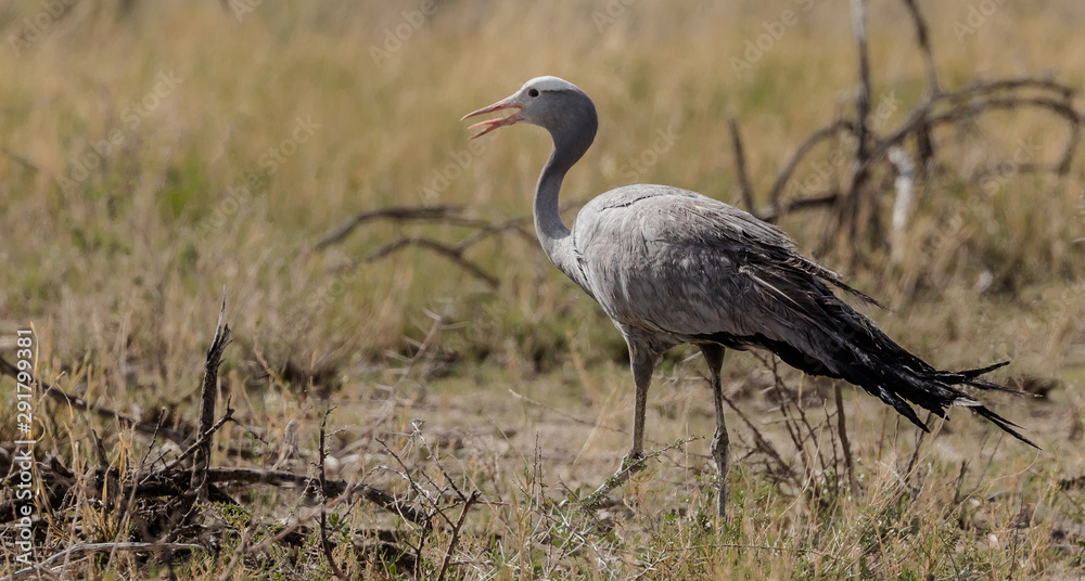 Obraz premium Blue Crane in the Savannah of Etosha, a National Park of Namibia