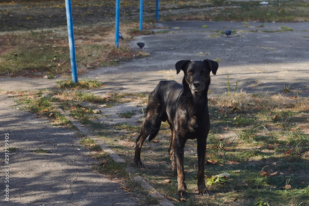 Skinny black homeless dog outdoor. The vagrant animal is standing and looking to a camera. Stray dog in the yard searching for food.