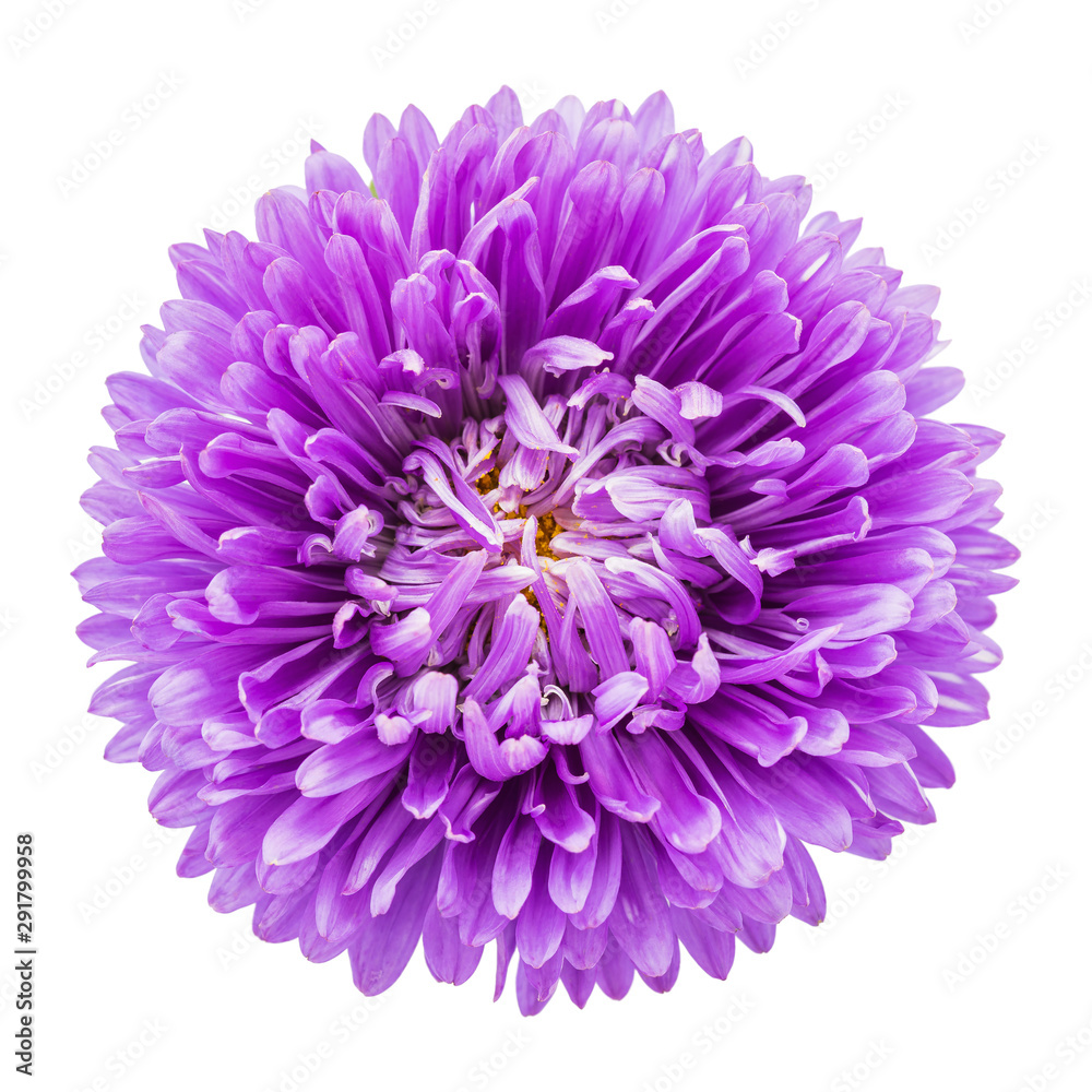 Purple aster flower isolated on white background, top view. Macro image for greeting cards and various holidays